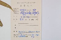 福建蓮座蕨藏品圖，第2張