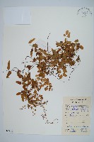 小葉海金沙藏品圖，第1張