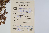 小葉海金沙藏品圖，第2張