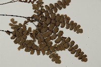 扇葉鐵線蕨藏品圖，第3張