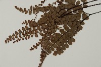 扇葉鐵線蕨藏品圖，第4張