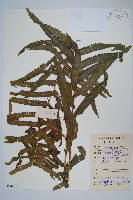 擬毛蕨藏品圖，第1張