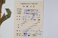 擬毛蕨藏品圖，第2張