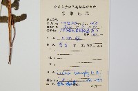 異葉鱗始蕨藏品圖，第2張