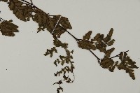 隱囊蕨藏品圖，第3張