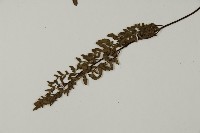 隱囊蕨藏品圖，第4張