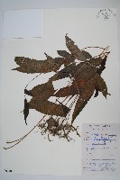 大羽葉新月蕨藏品圖，第1張