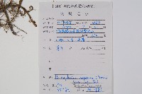 大羽葉新月蕨藏品圖，第2張