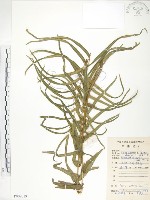 鱗蓋鳳尾蕨藏品圖，第1張