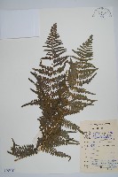 蕨藏品圖，第1張