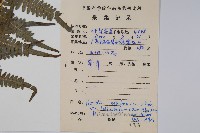 蕨藏品圖，第2張