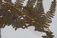 蕨藏品圖，第3張