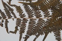 蕨藏品圖，第4張