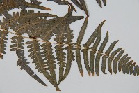 蕨藏品圖，第5張