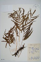 橢圓線蕨藏品圖，第1張
