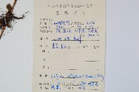 橢圓線蕨藏品圖，第2張