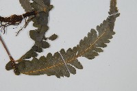 邊緣鱗蓋蕨藏品圖，第3張