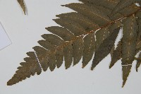 邊緣鱗蓋蕨藏品圖，第4張