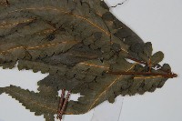 邊緣鱗蓋蕨藏品圖，第5張