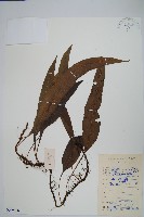 波氏星蕨藏品圖，第1張