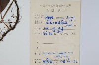 波氏星蕨藏品圖，第2張