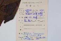紅色新月蕨藏品圖，第2張
