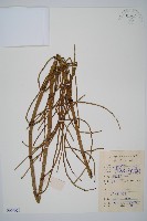 芼管草藏品圖，第1張