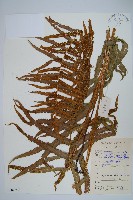 擬毛蕨藏品圖，第1張