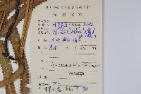 擬毛蕨藏品圖，第2張