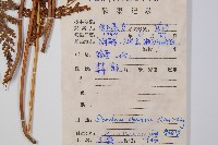 烏蕨藏品圖，第2張