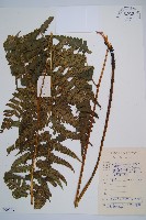 毛柄短腸蕨藏品圖，第1張