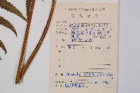 毛柄短腸蕨藏品圖，第2張