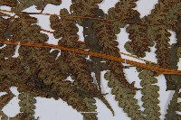 毛柄短腸蕨藏品圖，第3張