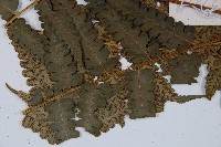 毛柄短腸蕨藏品圖，第5張