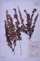 生芽鐵角蕨藏品圖，第1張