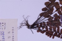 生芽鐵角蕨藏品圖，第3張