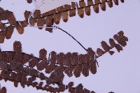 生芽鐵角蕨藏品圖，第4張