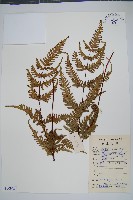 天草鳳尾蕨藏品圖，第1張