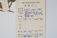 天草鳳尾蕨藏品圖，第2張