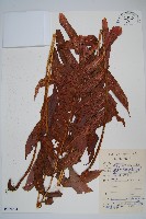 披針新月蕨藏品圖，第1張