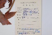 披針新月蕨藏品圖，第2張