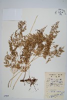 日本金粉蕨藏品圖，第1張