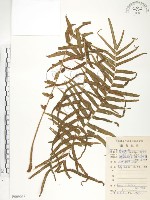 鱗蓋鳳尾蕨藏品圖，第1張