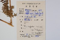 大金星蕨藏品圖，第2張