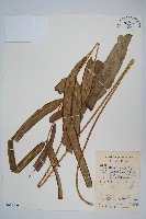 全緣鳳尾蕨藏品圖，第1張