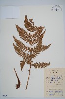 闊鱗鱗毛蕨藏品圖，第1張