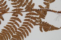 闊鱗鱗毛蕨藏品圖，第3張