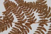 闊鱗鱗毛蕨藏品圖，第4張