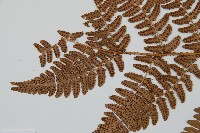 闊鱗鱗毛蕨藏品圖，第5張