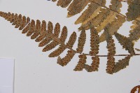 毛軸假蹄蓋蕨藏品圖，第3張